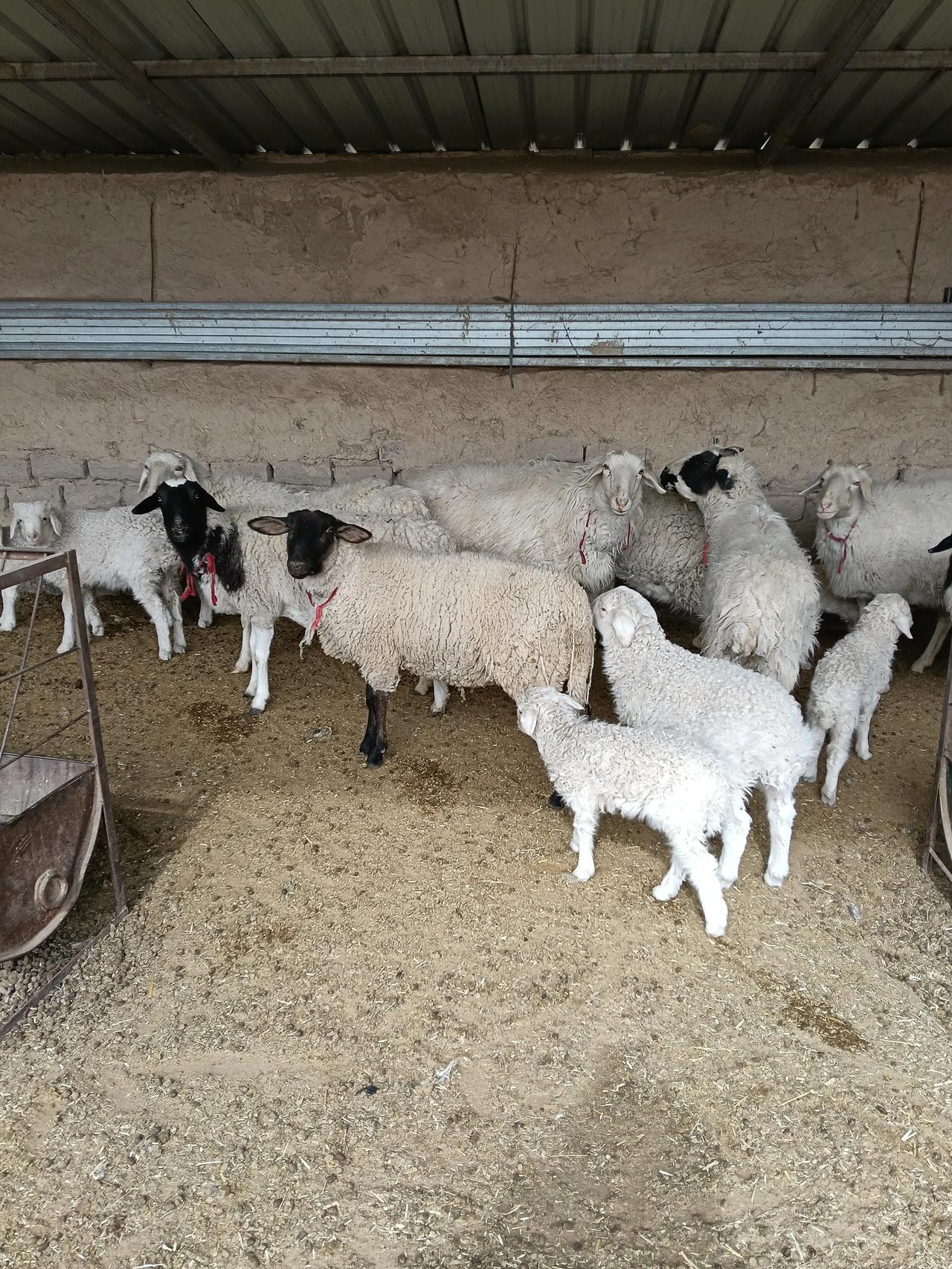 养羊防止羊群拉稀，最好的办法不是喂药，早上早早起来，给羊槽添点干草喂羊。一次少