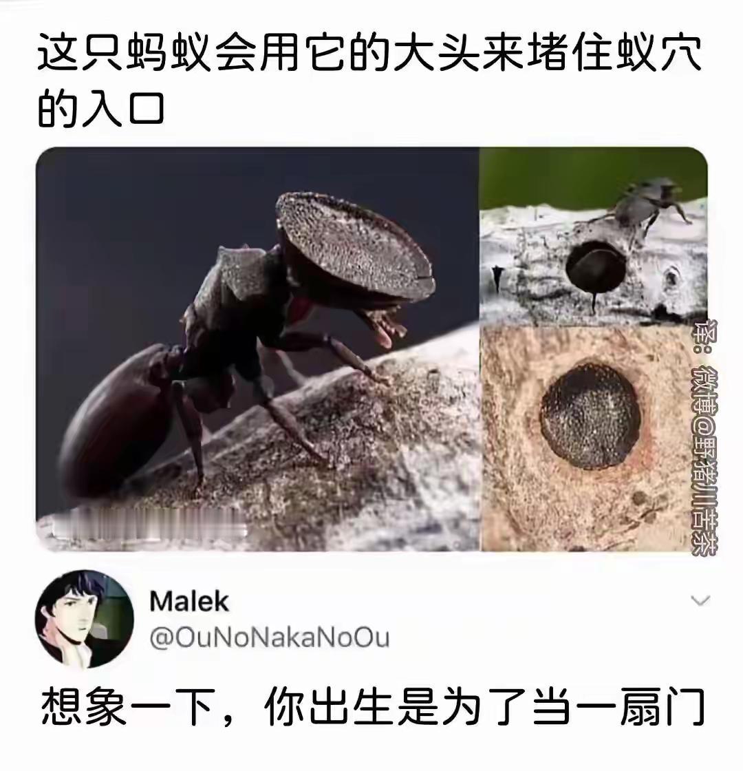 哈哈，生来就是大门可还行[狗头]