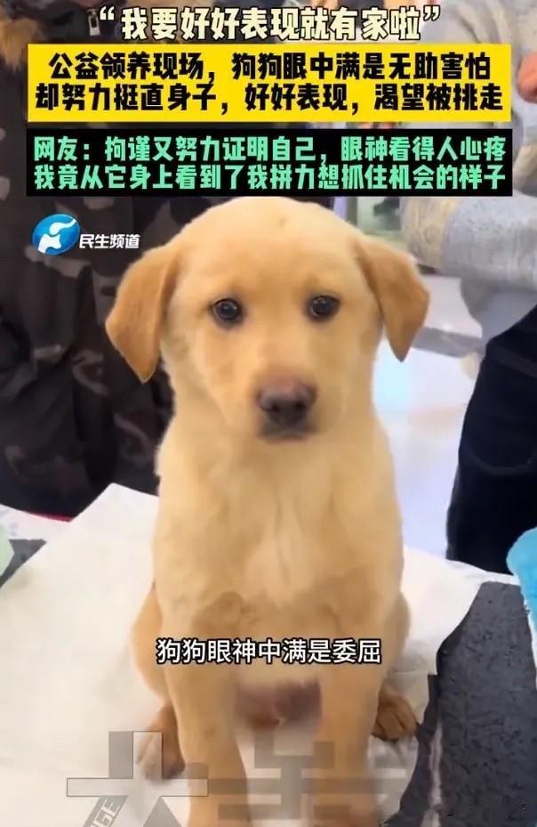 北京公益领养现场这只小狗看得人心头发酸，明明眼里藏着不安与胆怯，却努力挺直身子乖