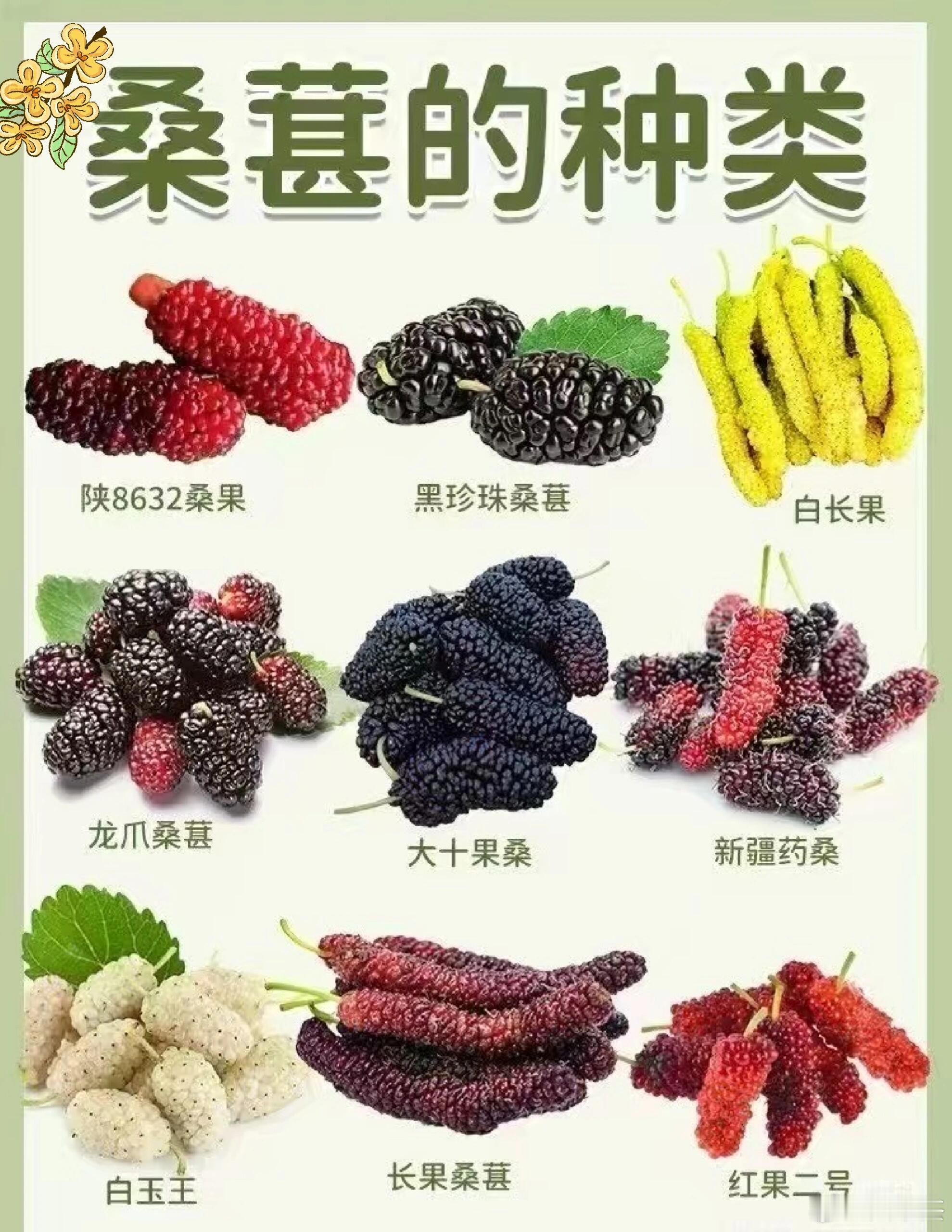 小时候最爱吃的桑葚，你还记得是什么品种吗？​​​