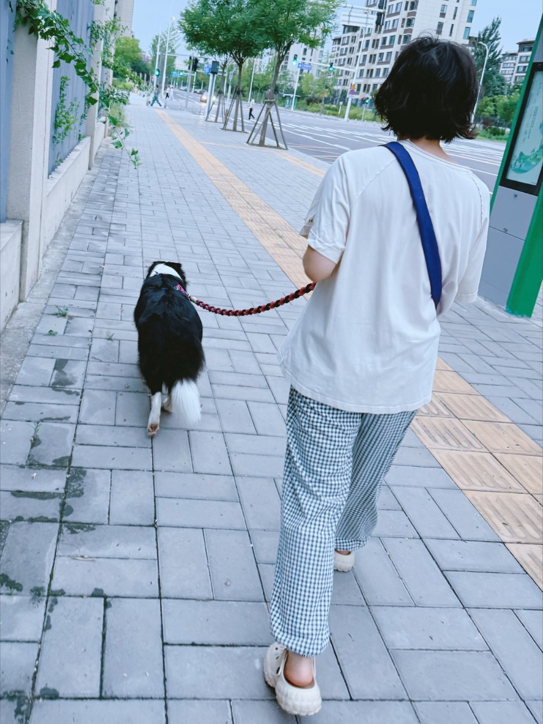 实在是太想狗了。给养边牧的邻居发信息，说他们遛狗的时候我想去看看她家狗。然后我们