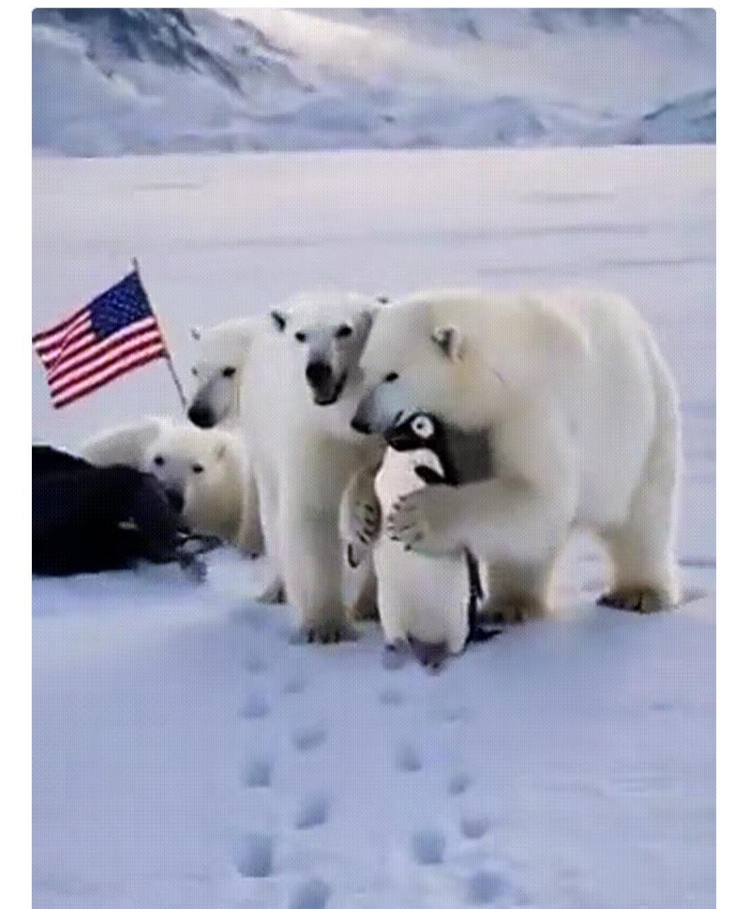 真是没想到短短几分钟北极熊保护企鹅🐧的视频彻底的爆火!就在早上白宫发出特