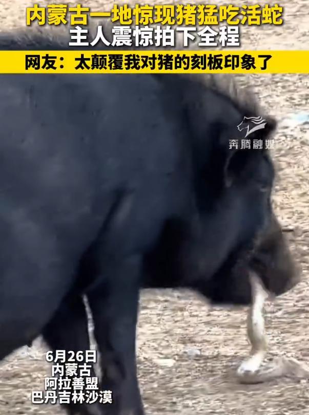 “彻底颠覆了对猪的认知！”6月26日，内蒙古一女子突然发现自己家的猪在咬什么东西