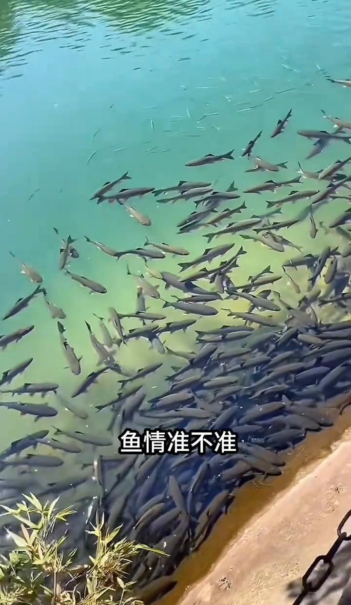 早上六点到九点，鱼在扒食，腥香饵一撂，咬得欢。九点到三点，没动静？别硬磕，挪