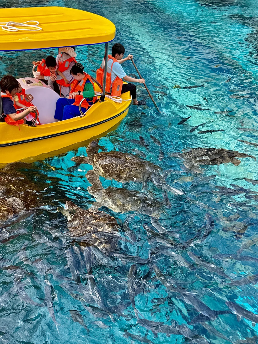 人生建议：冬天一定要带娃去一趟陵水！