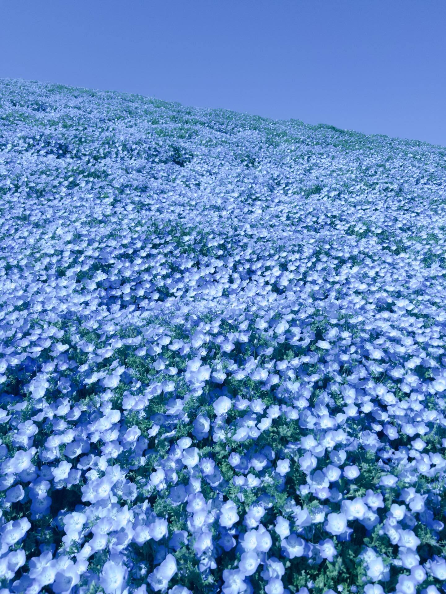 小西夏菜実🐺「みっちゃんが撮ってくれた📸ありがとう❁⃘」nanamigra