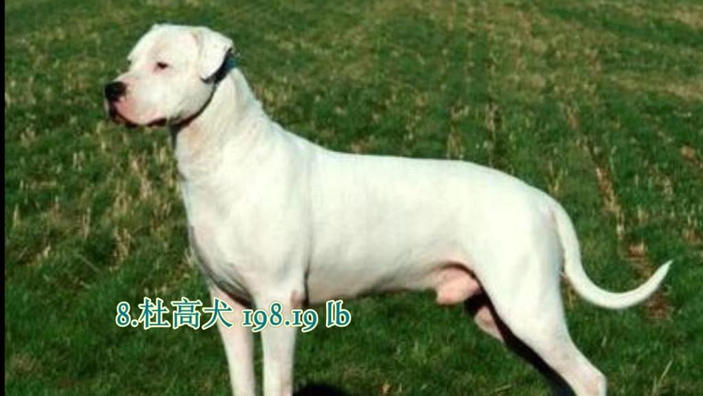 世界猛犬排名_世界猛犬图片大全排名(2)
