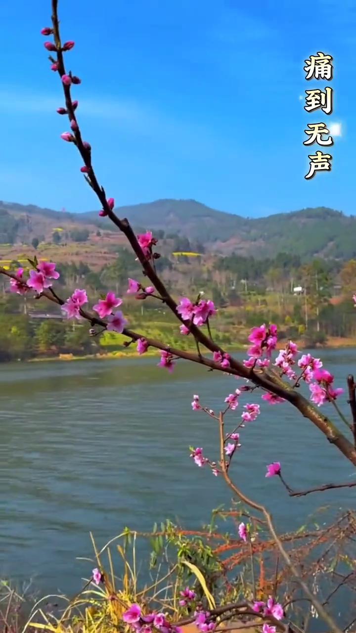 谁听谁流泪，痛到无声。吃过的像读过的书，那字字句句都是领悟。人生如棋，一半是痛