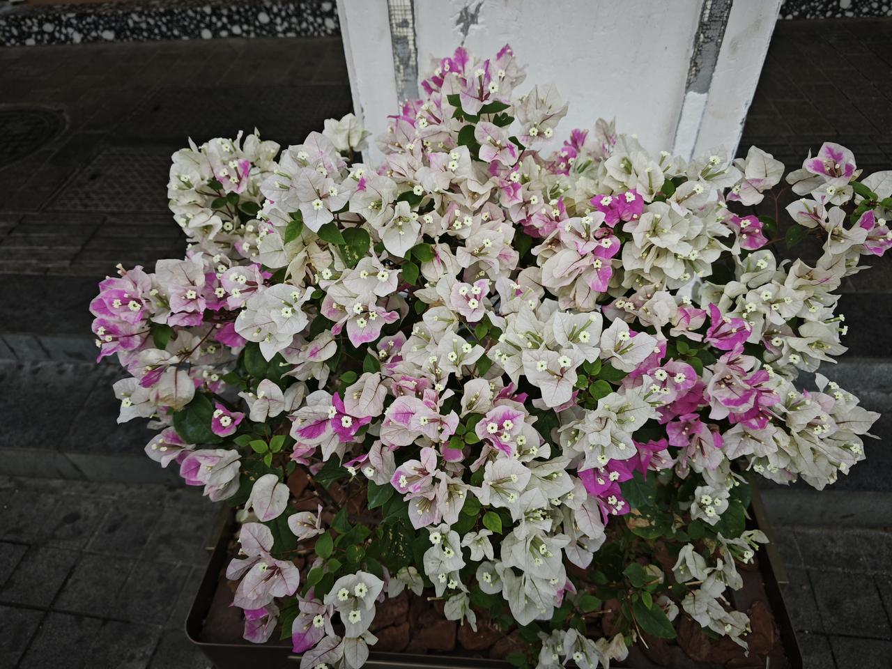 分享一张最近随手拍的照片 三角梅把春日的浪漫揉进枝叶里，白瓣粉芯层层叠叠，站在花