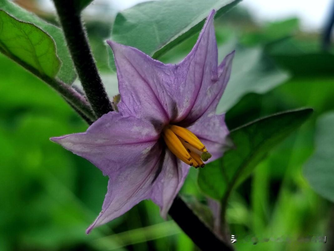 种茄子必看！开两朵花留吗?头花上下叉打吗？先说说大家最关心的“开两朵花”问题