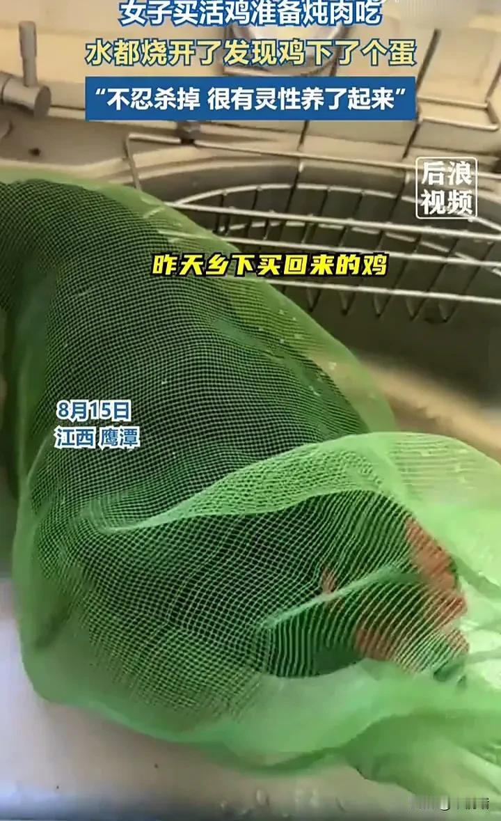 太有灵性了！8月15日，江西鹰潭一名女子发视频称，自己在乡下买了一只活鸡准备炖肉