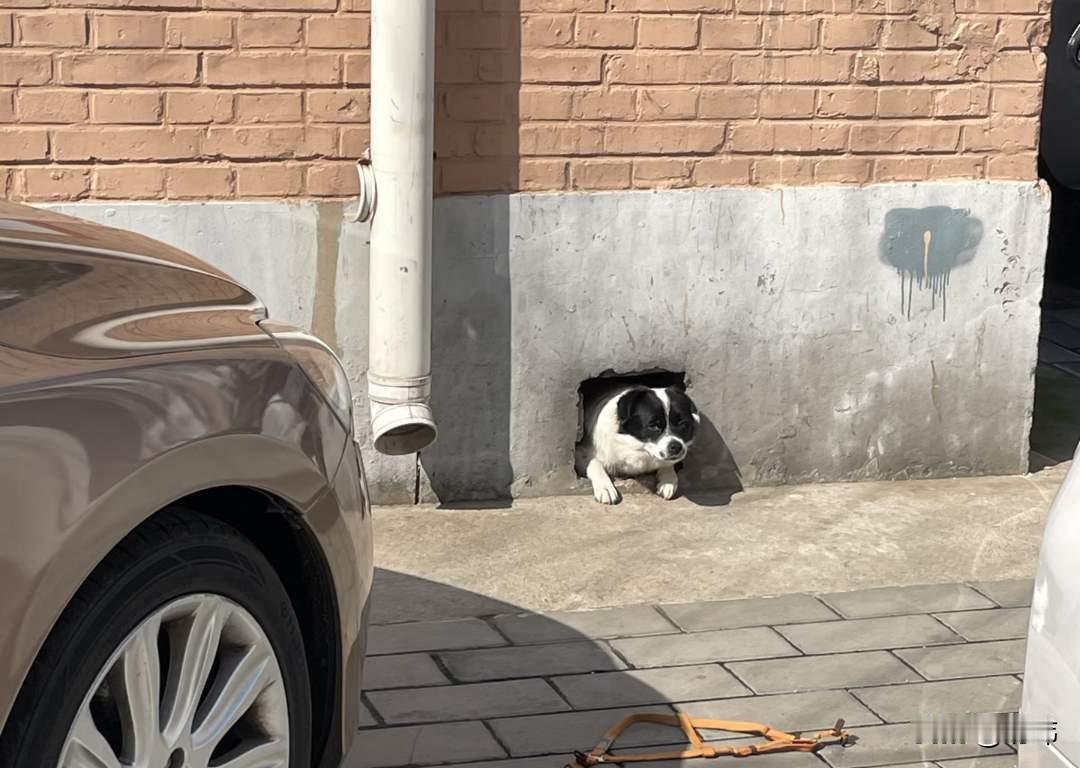 太可爱了吧！一位小姐姐经常投喂流浪狗流浪猫，这天她和往常一样去投喂一只把家安在一