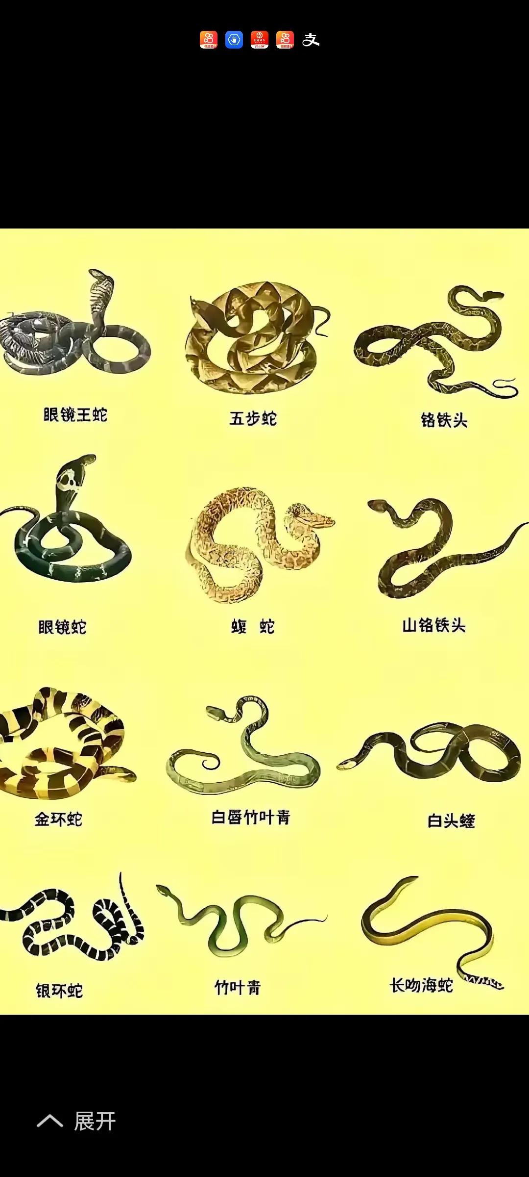 知识输送：大家擦亮眼睛，下图这些可都是有毒的蛇类啊。