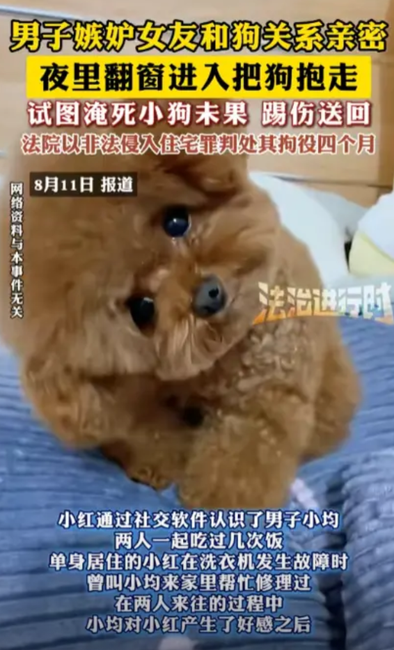上海，一男子发现女友，与其宠物泰迪狗关系异常亲密，吃饭睡觉都抱着，男子起了嫉恨之