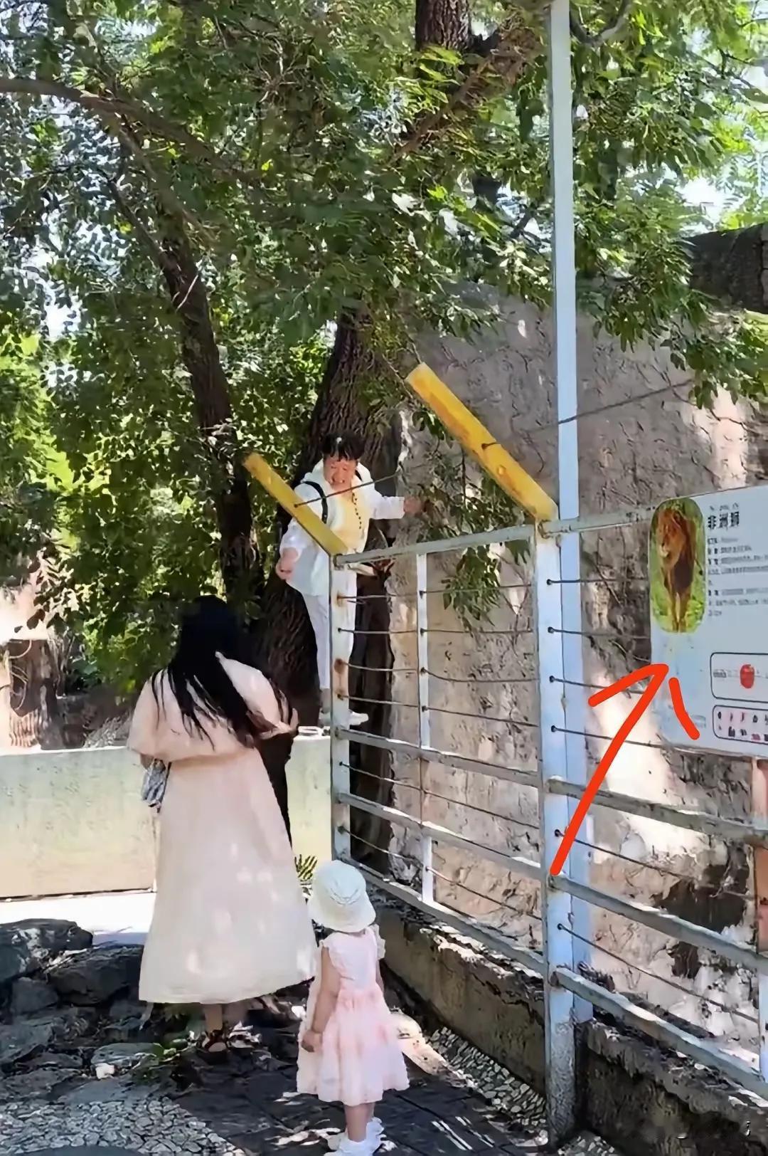北京动物园。祖孙三代老太太胆子最大，她站在非洲狮展区的围栏上，手伸进围栏里采摘