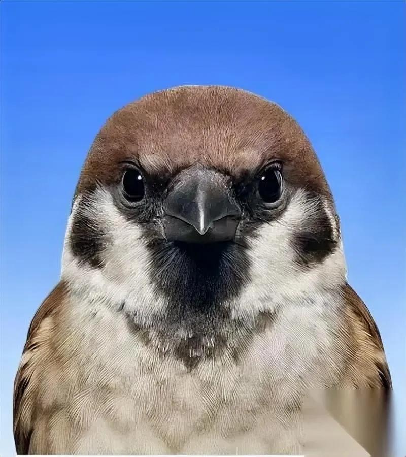 麻雀界暖男实锤！鹦鹉混群竟被宠看完我酸了……都说麻雀是最有爱的小鸟，刷到