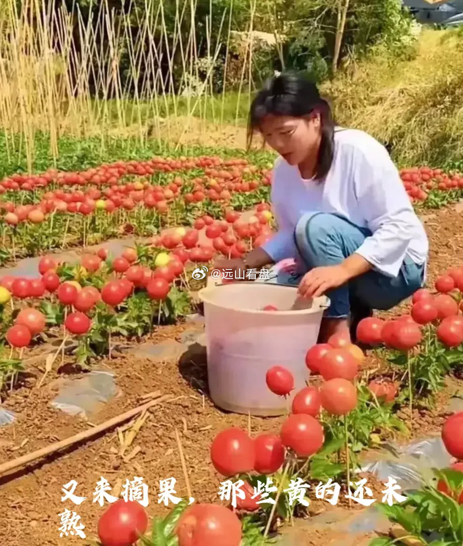 假得太明显了吧，用根棍子插个番茄，就说：你家卖的番茄种子就是好，个圆又大又粉，栽