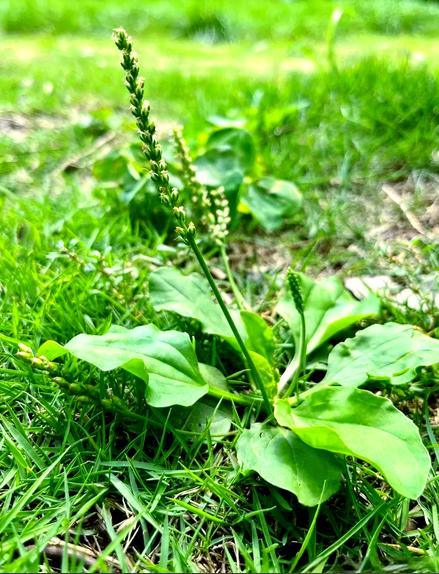 肾囊肿，路边常见一株草，每天煮水助改善！在路边不起眼的角落，生长着一种看似平