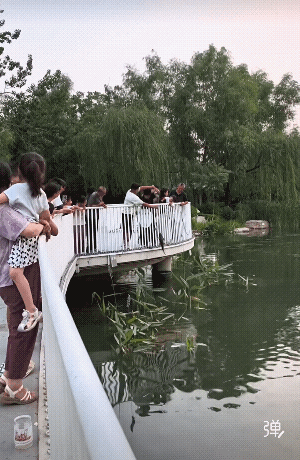 明显是不让钓的公园，所以没有鱼竿，鱼线纯靠手拉，手上带个手套，这个要一鼓作气提上