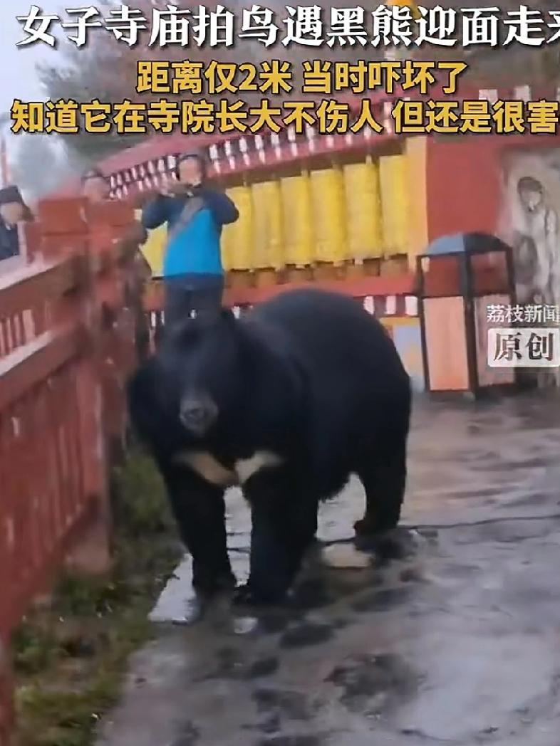 女游客在西藏一寺庙游玩，当她正想拍摄停在树上那只小鸟时，突然遇到迎面走来的一只