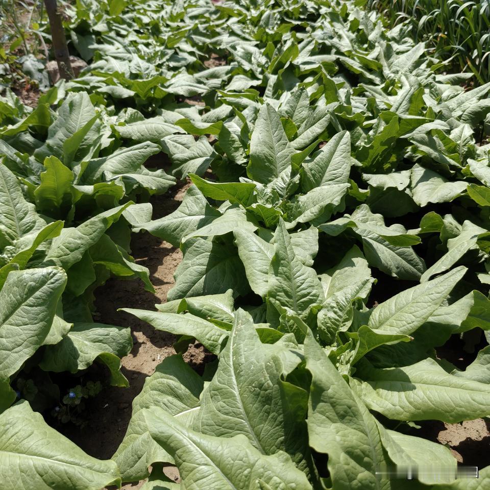 背阴地，谷雨时节抓紧种植这7种菜：芹菜，小白菜，甘蓝，水萝卜，生菜类如孔雀菜、苦