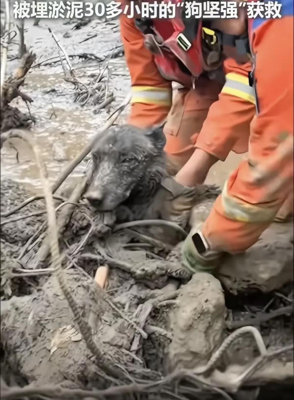 你敢信？在泥石流里死死埋了30个小时，换作人都得绝望，可这小家伙硬是挺过来了！