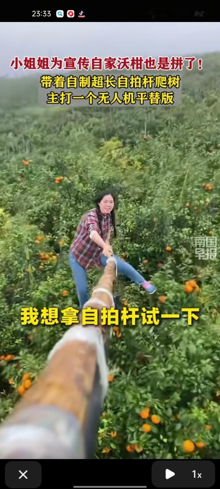 11月30日，广西南宁。为了宣传自家沃柑，带着自制超长自拍杆爬树，一只脚站在树枝