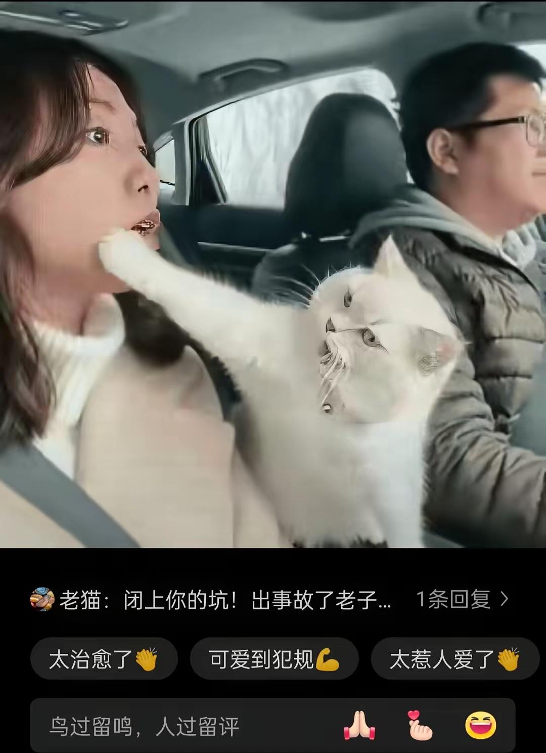“解释不清了！”夫妻高速吵架，猫咪一爪捂嘴神操作，网友：连猫都看不下去了！“
