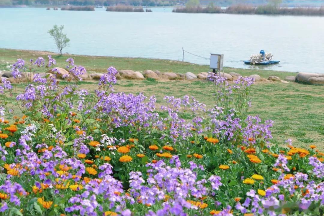 合肥滨湖的公园一个比一个漂亮！方兴湖公园的樱花已谢，但二月兰正是盛花...