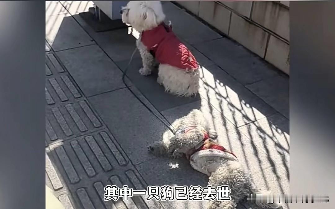 被抛弃小狗火了，原主人又跑去上门索要，扬州街头，两只被拴在一起的流浪比熊，一只不