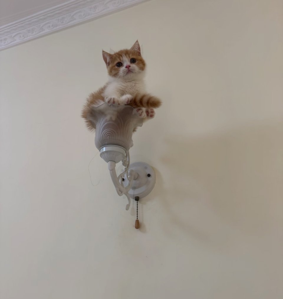 小猫灯。就是我摆上去的，为了安静一会，太闹腾了。