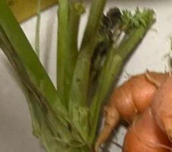 一颗很萝卜的萝卜巧了不是刚看到几个很不萝卜的萝卜🥕🥕🥕