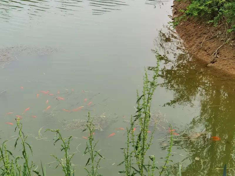 当你没钱、没人脉，别等40岁才顿悟！犹太人的“鱼塘思维”告诉你成功秘诀“钱少