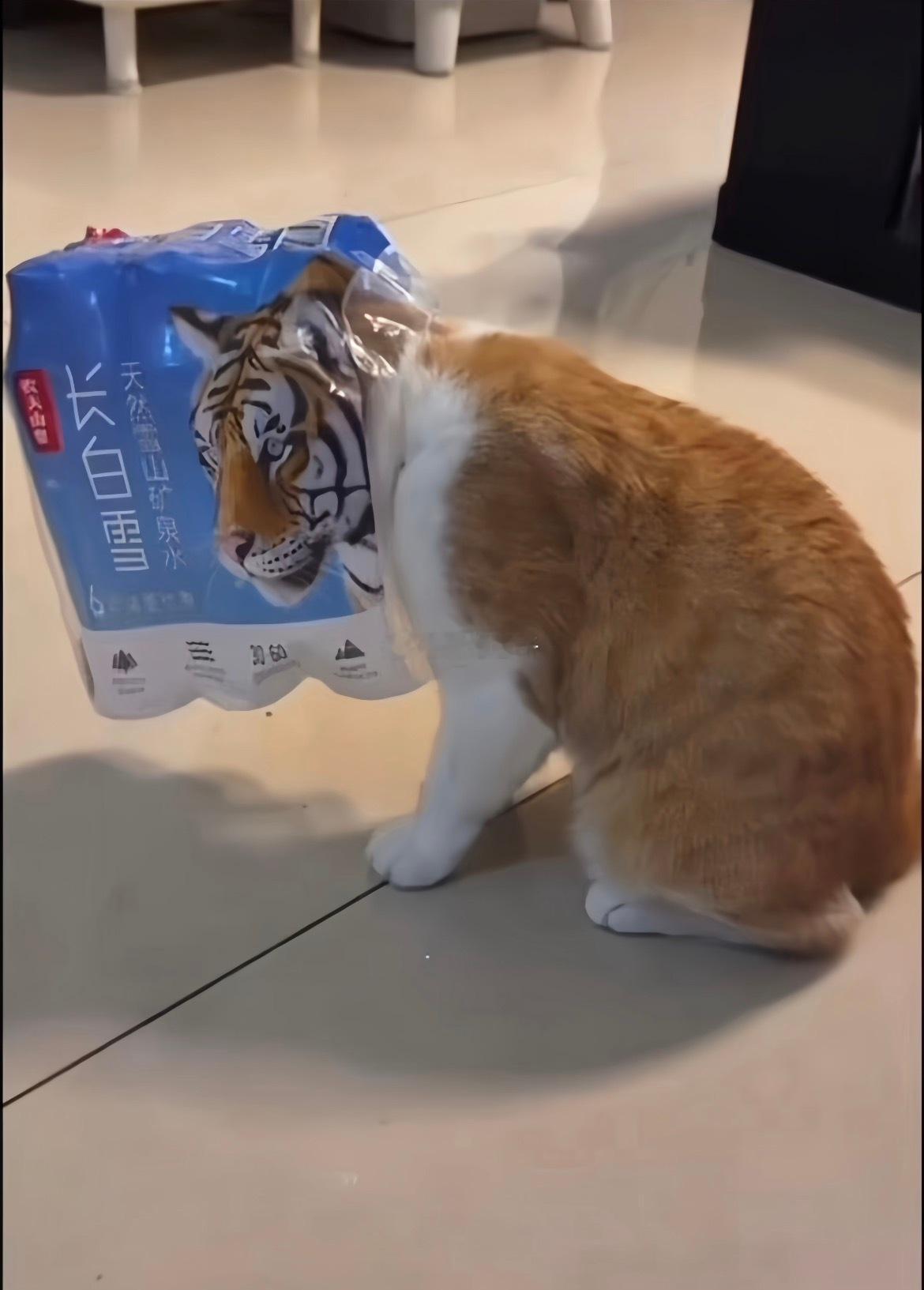 小猫咪确实是神经兮兮的