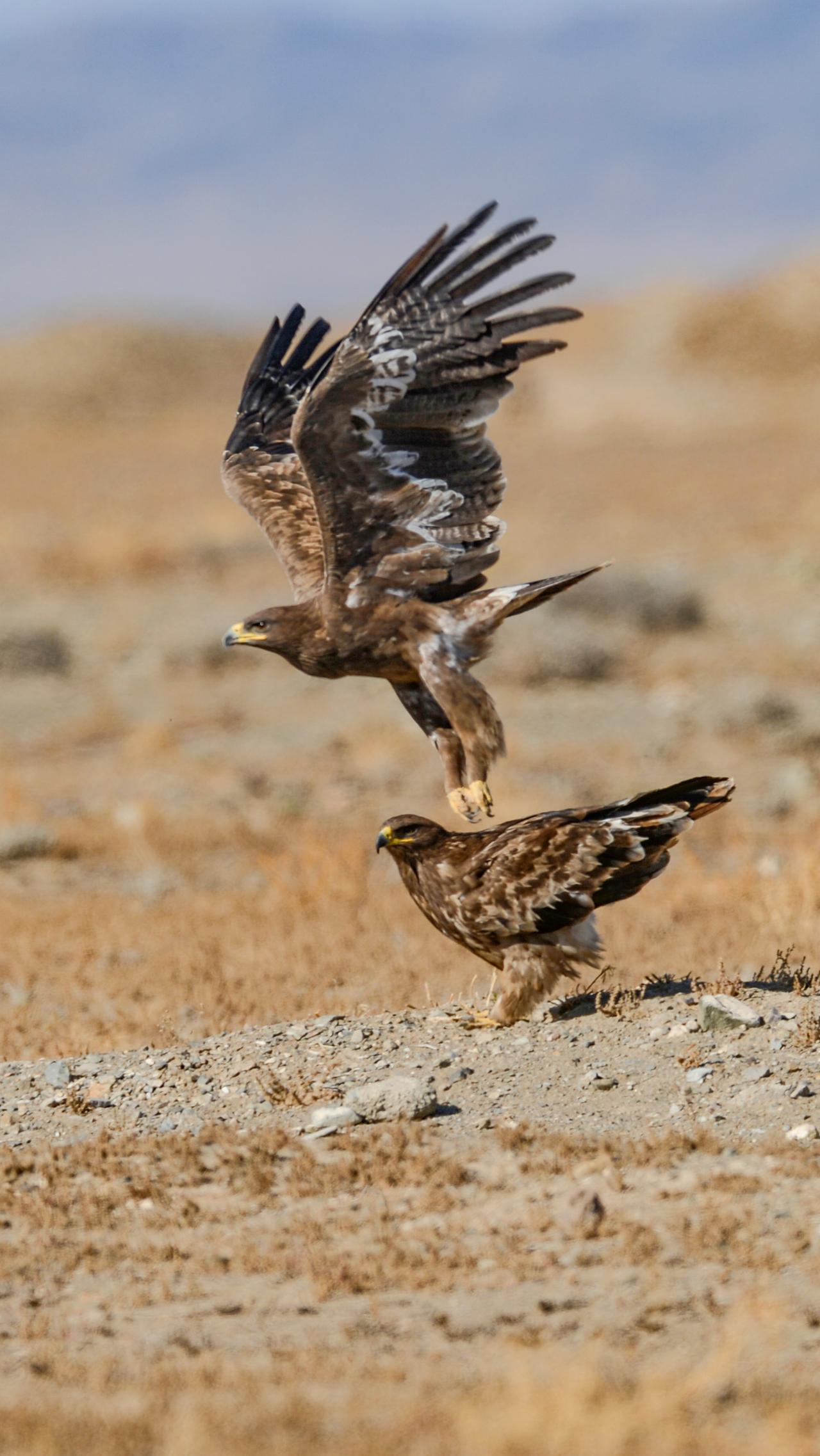 两只草原雕分别选择了行走与飞翔。