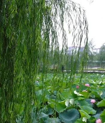 《七律·诗心》荷塘又遇香邀句，柳岸重临绿惹诗。风抚芙蕖摇粉靥，露凝细柳挂