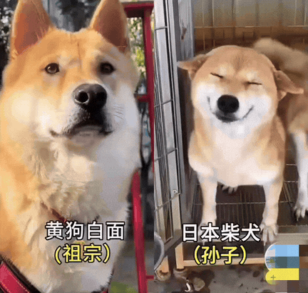 这个对比实在太形象了！谁是祖宗，谁是孙子一目了然。说实话，日本柴犬真的很像日本