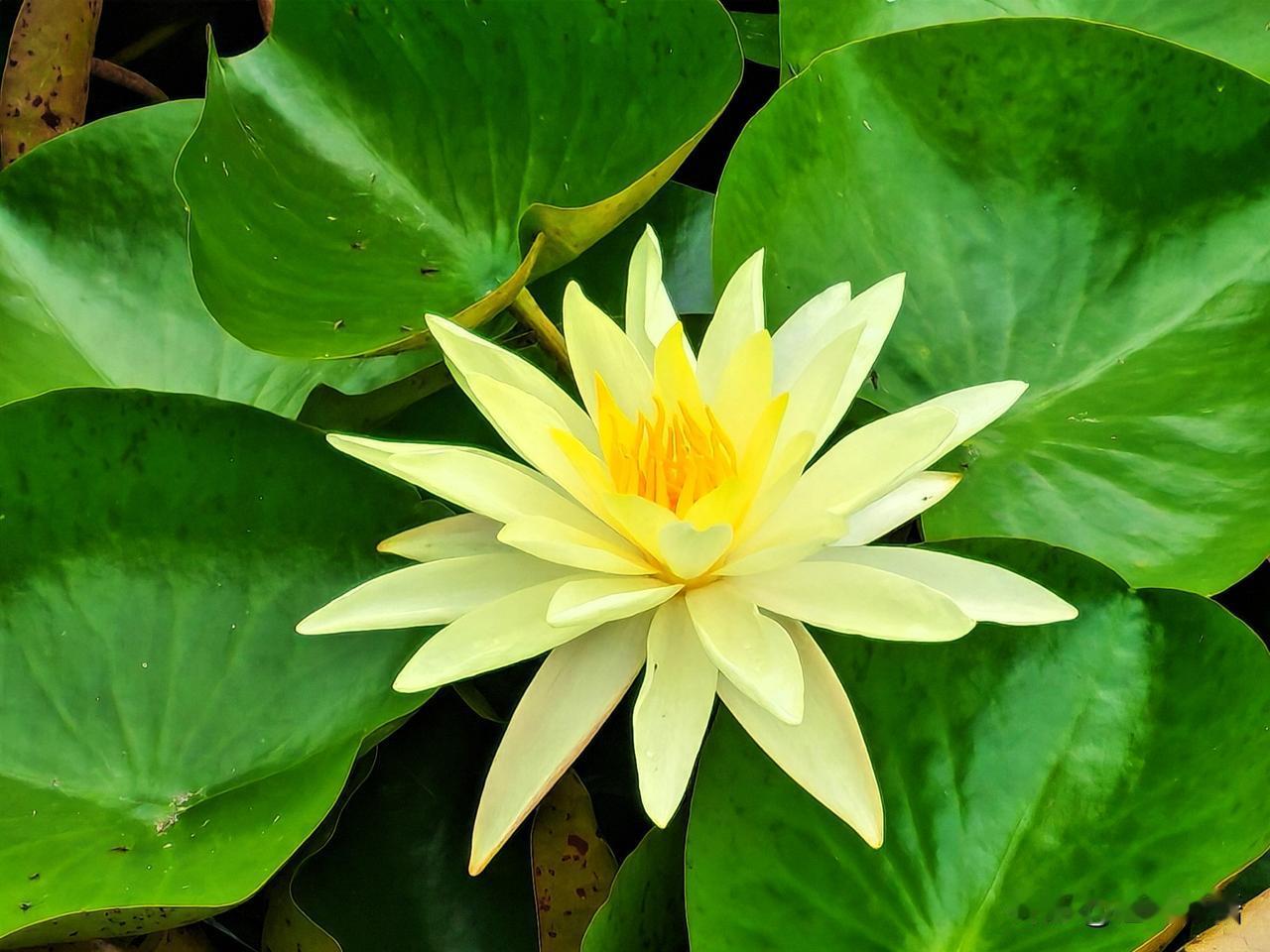 夏日荷塘，清新脱俗的白色睡莲绽放，宛如仙境。🌸🌿