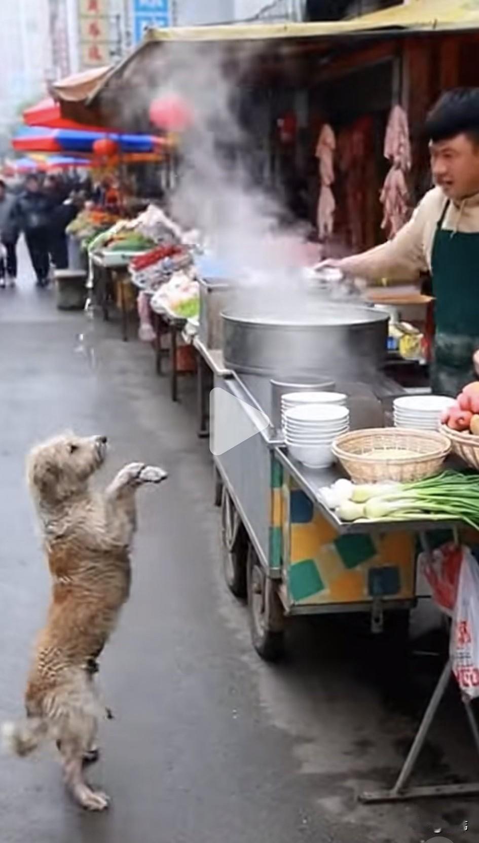 太可怜了！这天一只可怜的流浪狗妈妈实在太饿了，于是它就跑去一条小吃街乞食，它老远