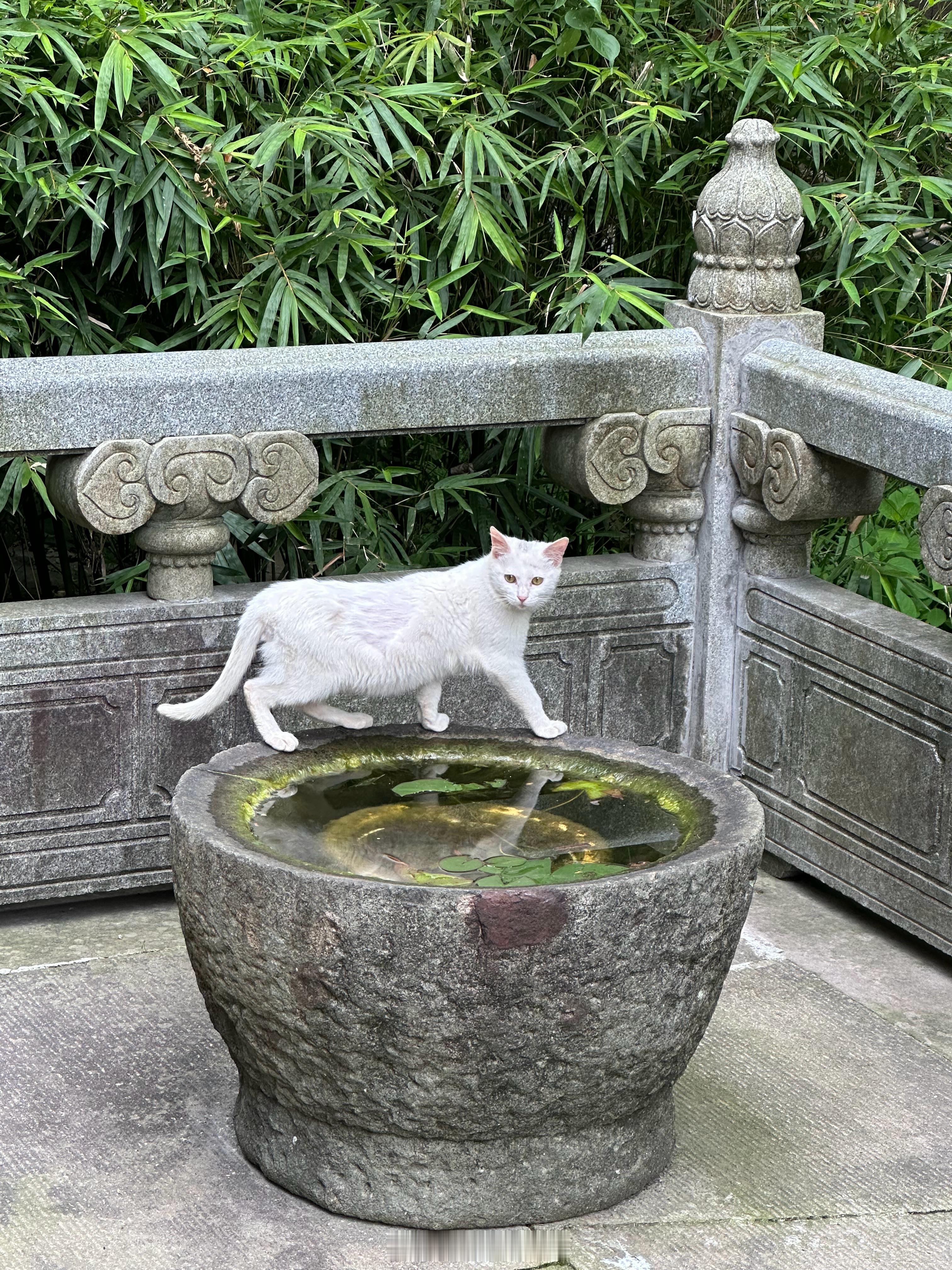 山隐古寺，风渡禅钟，所求皆如愿，所行皆坦途。灵隐寺杭州·灵隐寺