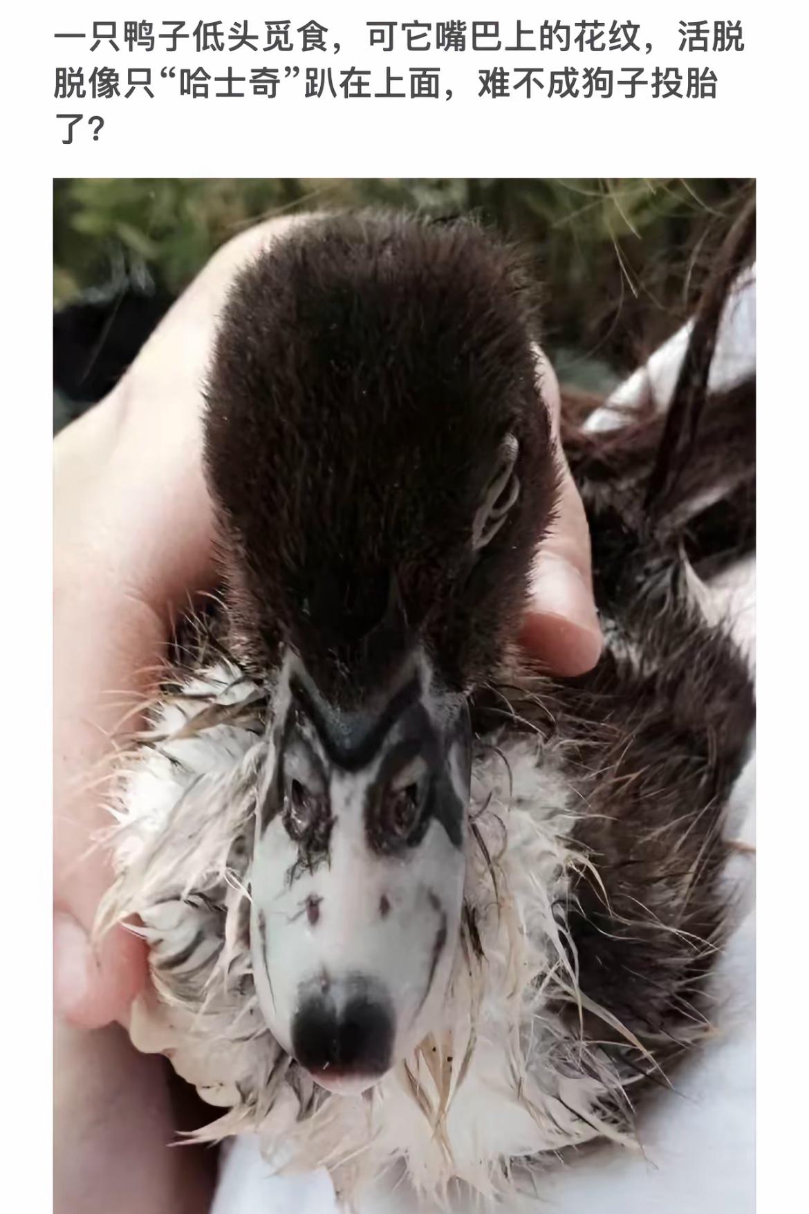 鸭子的“哈士奇”造型，萌翻天啦！🦆🐶