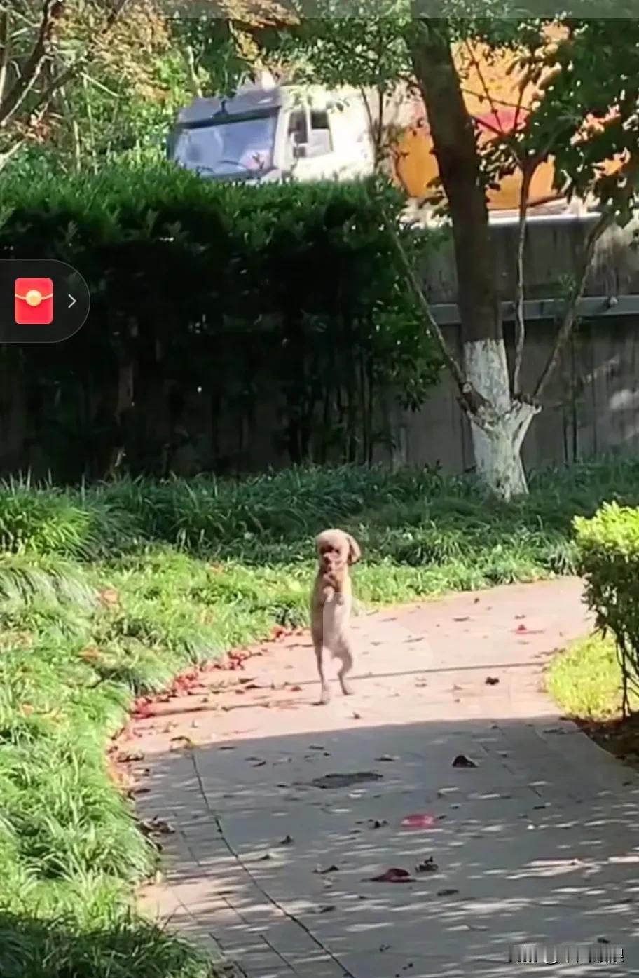 它被主人遗弃后沦为流浪狗，之后又被人打断了前腿，只能依靠后腿站立行走。由于没人愿