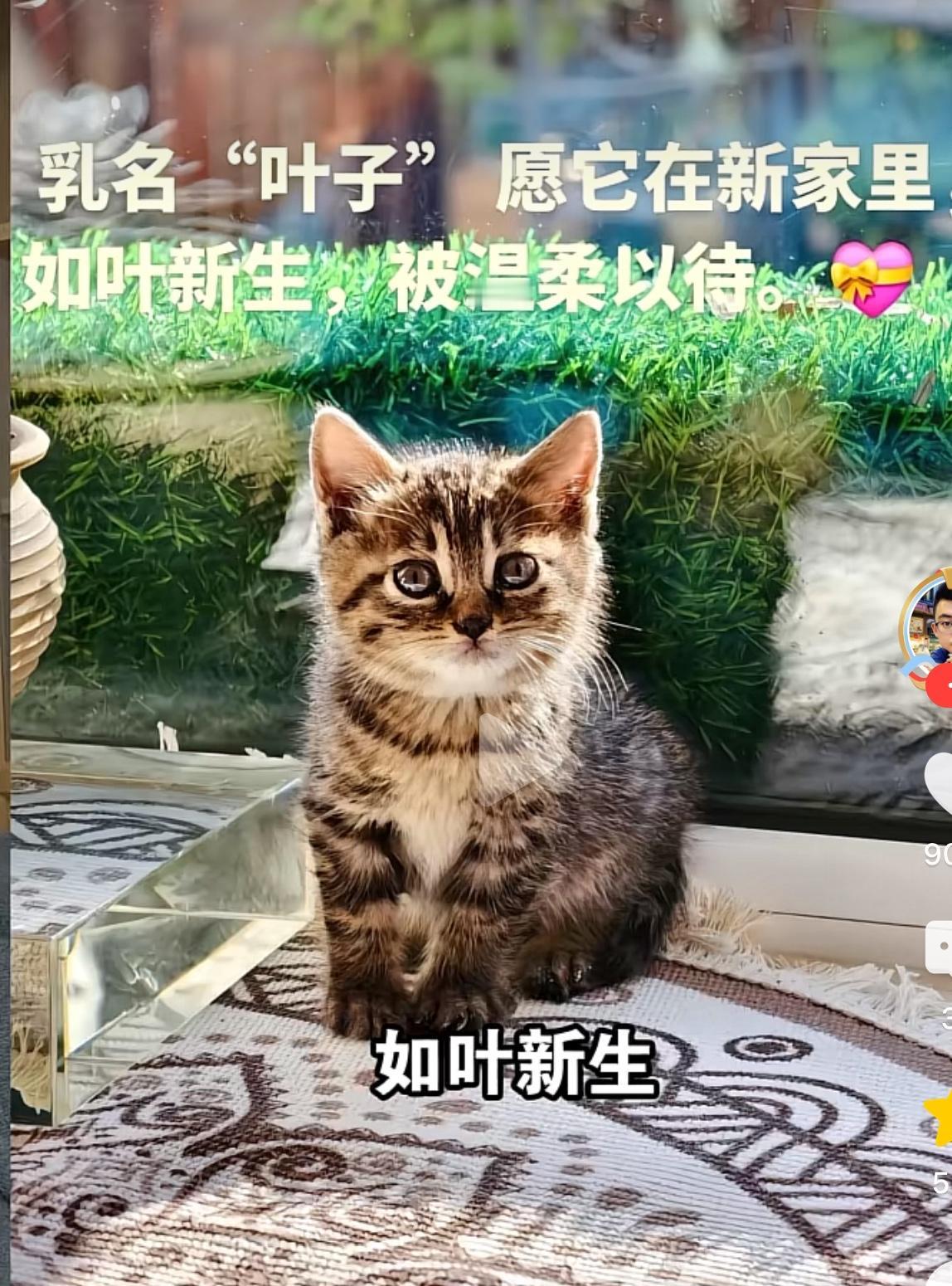 这猫叫灵叶，小名叶子，出生没多久兄弟姐妹就陆续死了，最后她的妈妈也死在了路边的绿