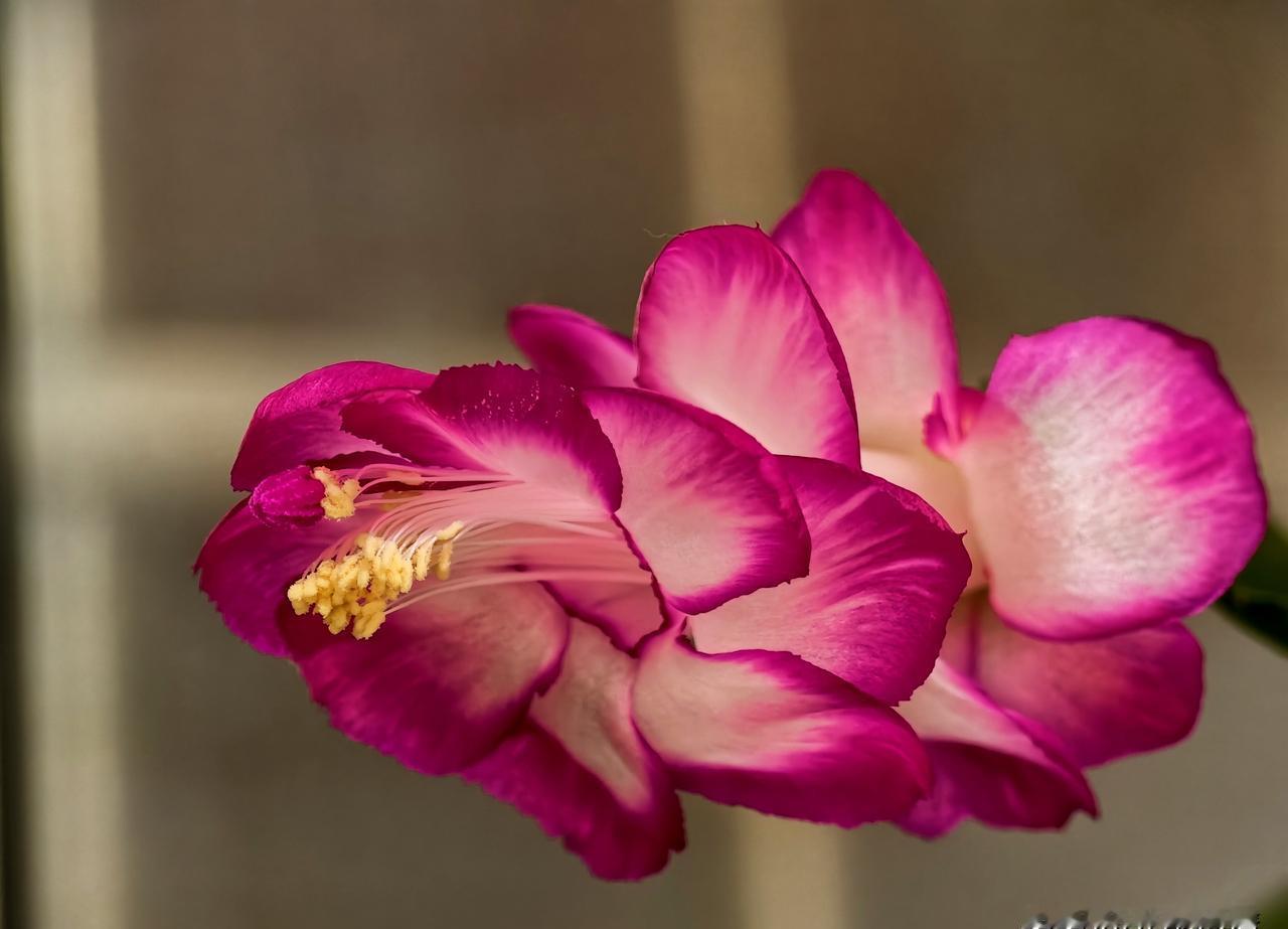 去年圣诞我把蟹爪兰忘在书架背后，六周没管它，结果正月里突然冒出一串粉花，像迟到的