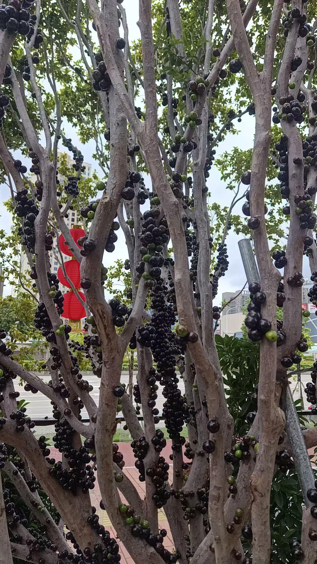 这水果味道怪怪的，卖的贼贵，你知道是什么吗？