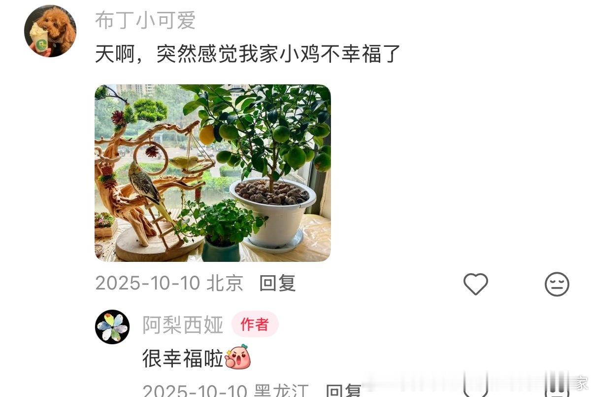 突然觉得我家鸟鹏简陋了