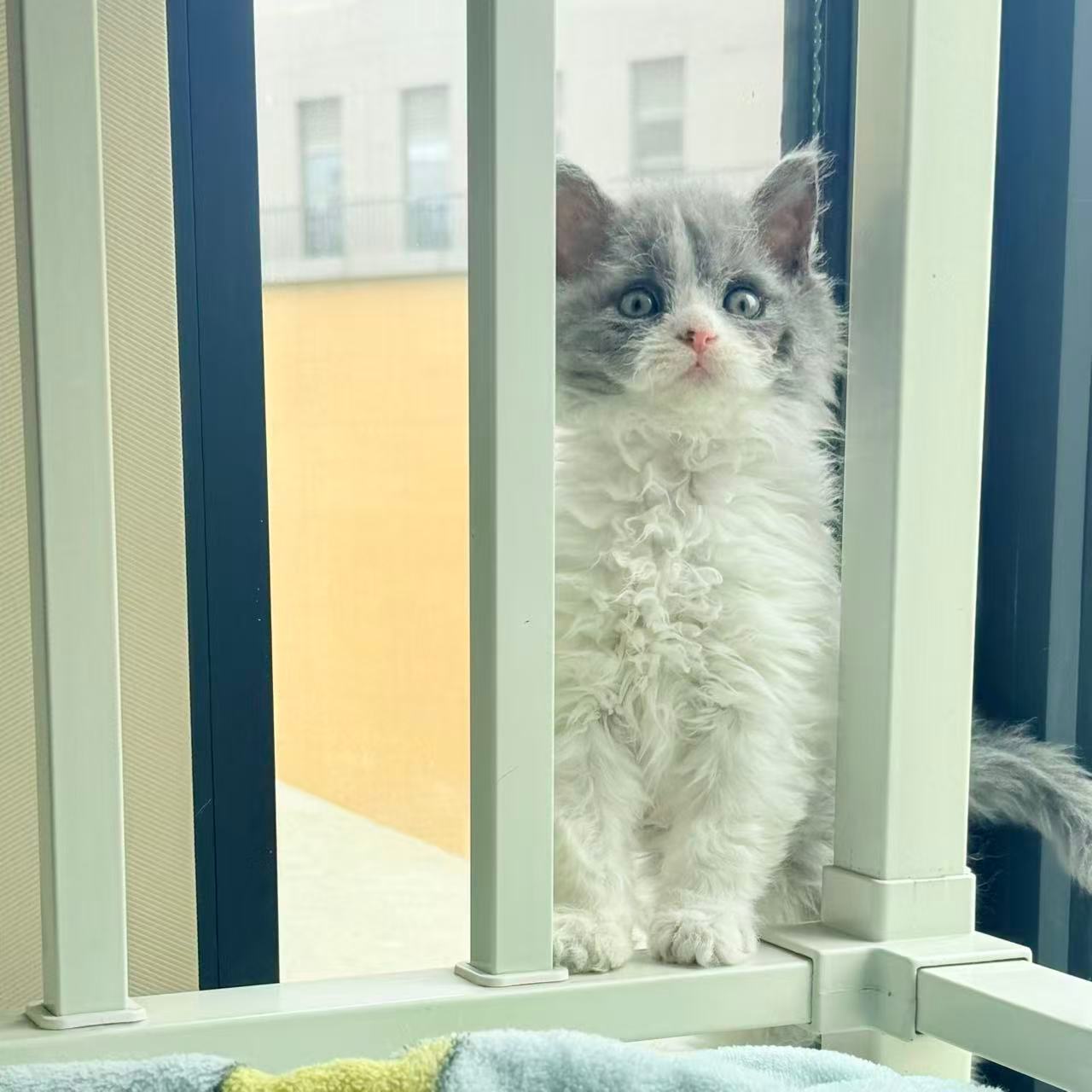 猫猫被领养走了以后，按主人的话说，“已在北京拥有独立房间”