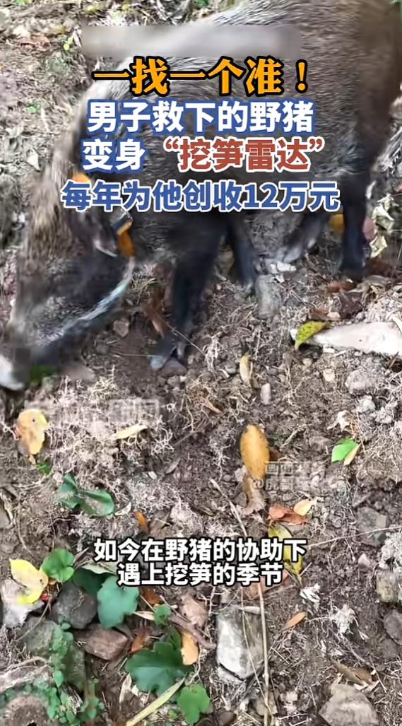 “太有灵性了！”5月24日报道，浙江温州，一男子救下一只从悬崖跌落的野猪，他偶然