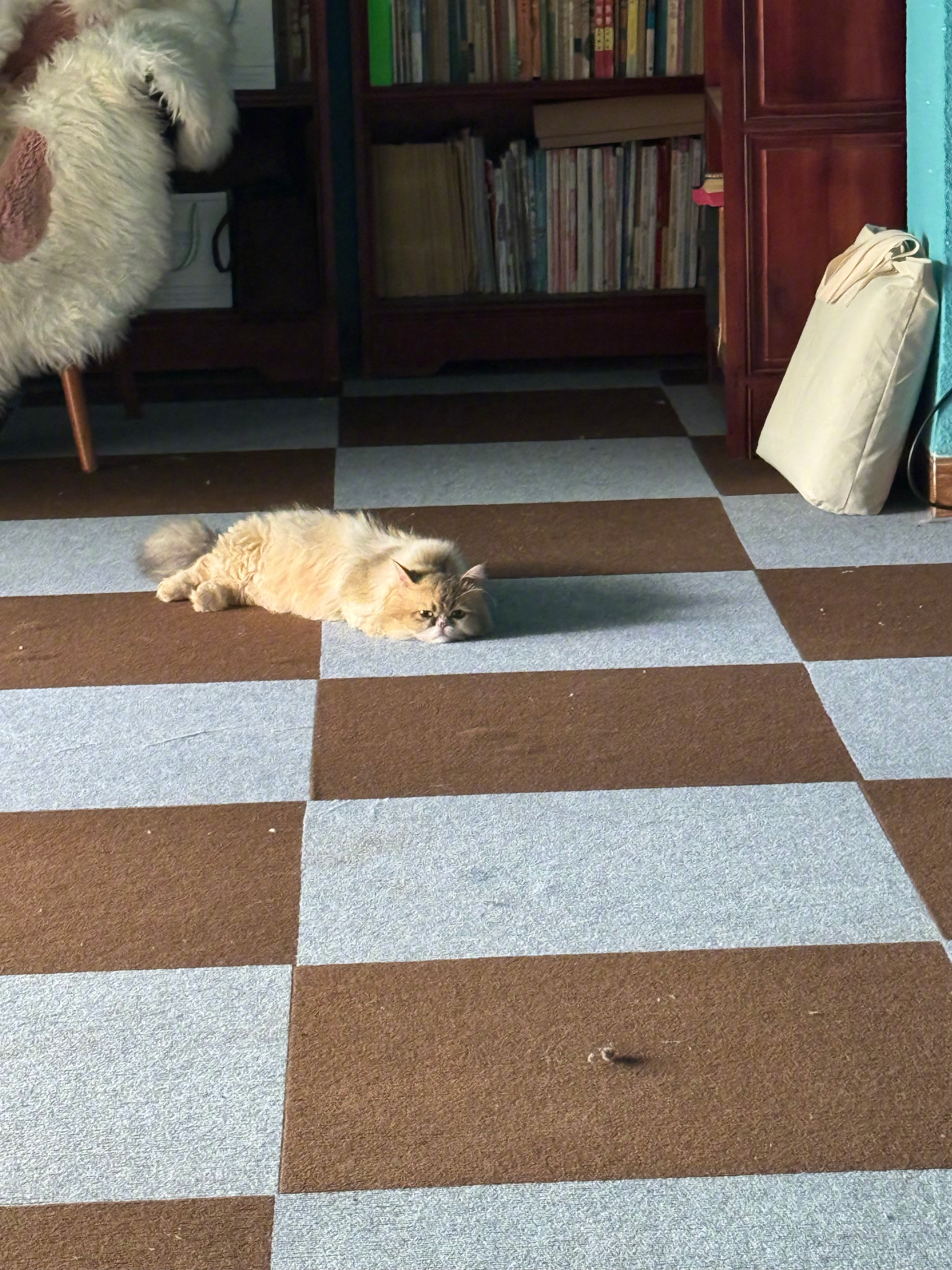 这只猫叫小七，带着抑郁症来的。【要知道它的来历，请看最后两幅截图。】希...
