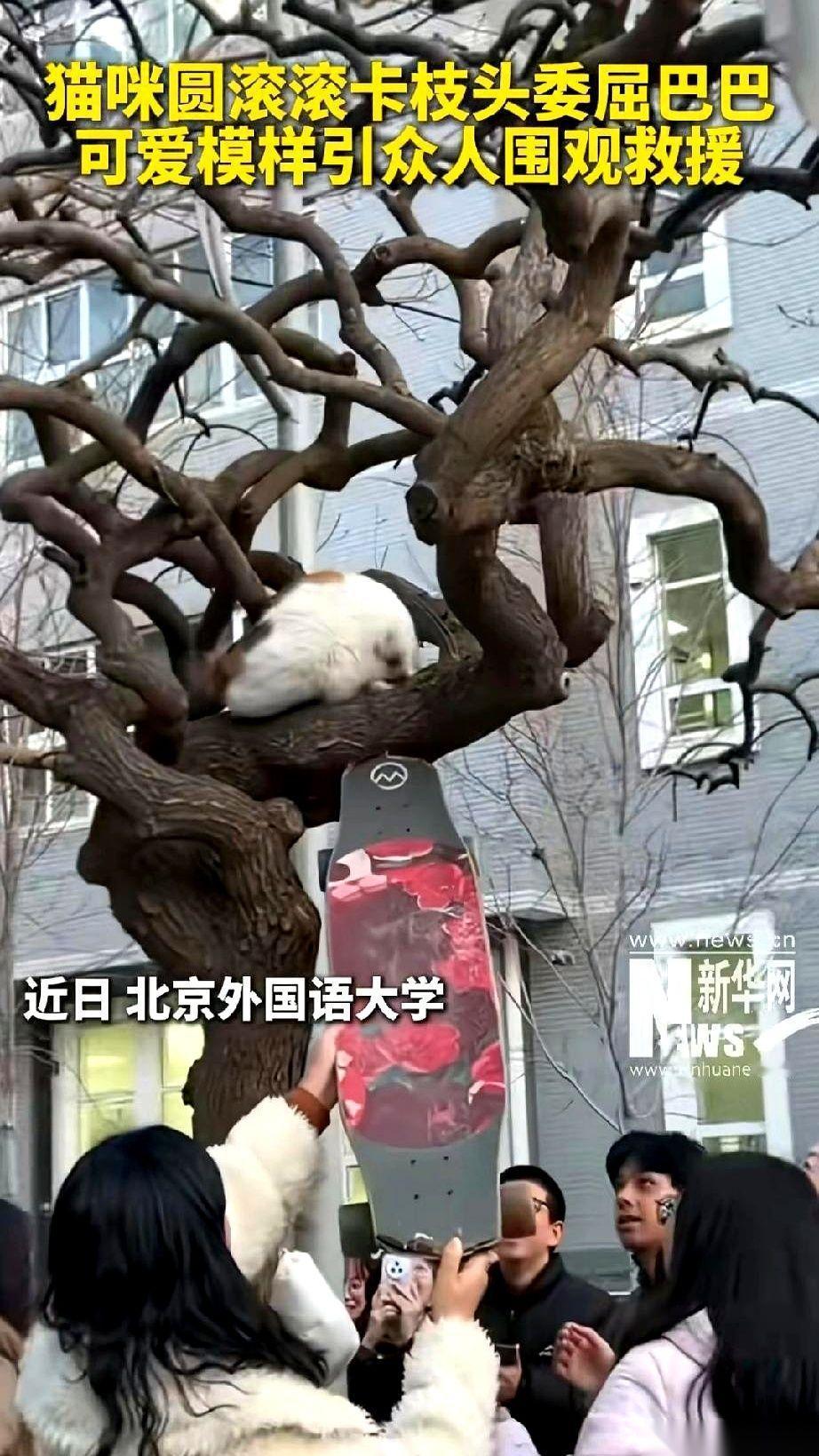 一只猫，在北京外国语大学，上了一棵其实不怎么高的树。然后，它就上了新华网。我